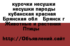 курочки несушки несушки пароды кубанская красная - Брянская обл., Брянск г. Животные и растения » Птицы   